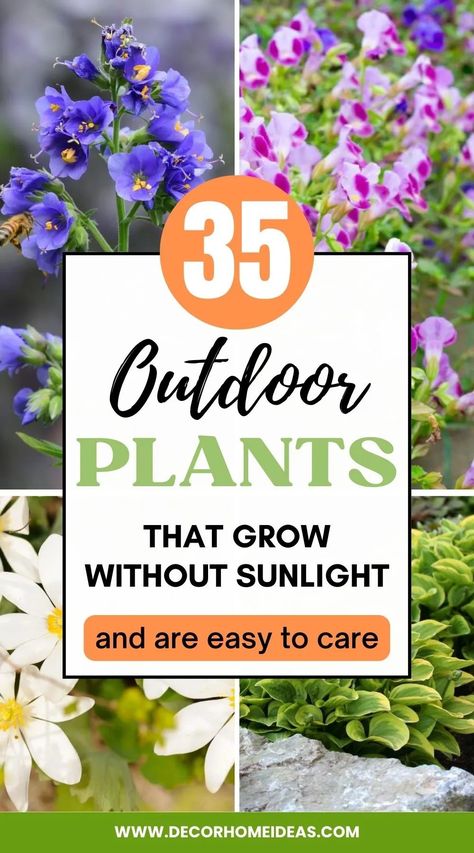 Low Light Plants Outdoor, Diy Garden Ideas Decoration Creative, Garden Ideas Decoration, Plants That Like Shade, Plants That Love Shade, Flower Decoration Ideas, Porch Fence, Garden Wedding Dress, Shade Loving Flowers