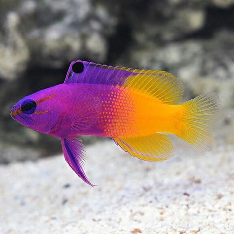 Reef Safe Fish, Saltwater Aquarium Beginner, Saltwater Aquarium Fish, Pretty Fish, Fauna Marina, Fishing For Beginners, Salt Water Fish, Cool Fish, Saltwater Tank