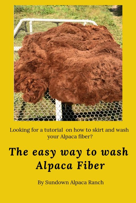 How To Process Alpaca Fiber, Alpaca Farming, Alpaca Facts, Fiber Farm, Alpaca Farm, Cute Alpaca, Spinning Wool, Suri Alpaca, Llama Alpaca