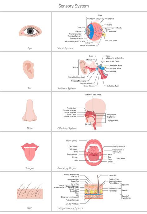 Nervous System Anatomy, Medical Terminology Study, Human Physiology, Urinary System, Integumentary System, Sensory System, Basic Anatomy And Physiology, Nurse Study Notes, Nursing Student Tips