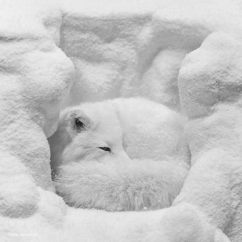 Arctic Fox Sleeping, Volpe Artica, Arctic Foxes, Arctic Animals, Arctic Fox, White Blanket, White Dog, Wild Dogs, Cute Fox