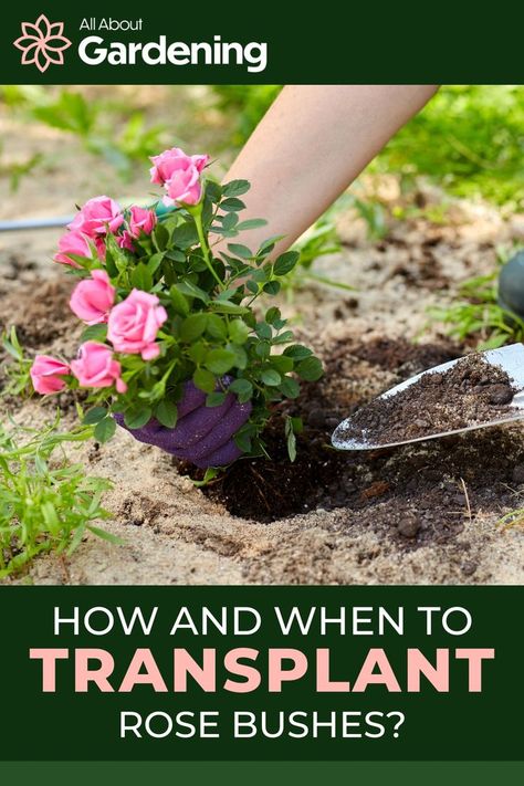 Transplanting Roses, Raised Bed Flower Garden, Planting Rose Bushes, When To Prune Roses, Rose Bush Care, Flower Planting Guide, Raised Garden Beds Diy Vegetables, Rose Plant Care, Pruning Roses