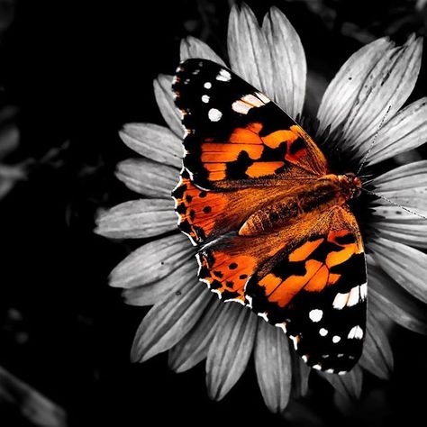 ~Katarina~orange selective color black and white butterfly Dark Grey Widgets, Grey Widgets, Butterflies Background, Orange And Black Butterfly, Black And White Butterfly, White Butterflies, Butterfly Background, Splash Color, Gray Aesthetic