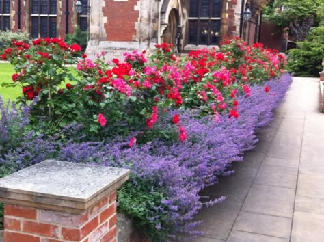 Garden Buddies: Lavender and … | Garden Snips Rose Garden Landscape, Rosen Beet, Knockout Roses, Rose Garden Design, Cottage Rose, Lavender Garden, Garden Wallpaper, Front Yards, Garden Borders