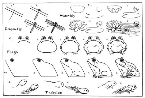 Frogs & dragonflies! Perfect for our August Outdoor Hour Challenges #homeschool Elementary Art, Frog Life Cycle, Frog Life, Frog Drawing, Graphics Fairy, What To Draw, Learn How To Draw, Drawing Lessons, Life Cycle