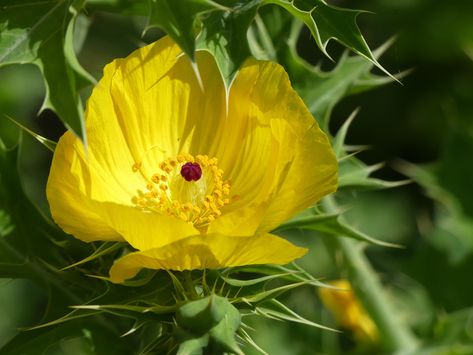 Mexican Poppy Flower, White Prickly Poppy, Prickly Poppy, Poppy California, Golden Poppies, Poppy Fields California, Desert Dweller, Lakeland Florida, Poppies