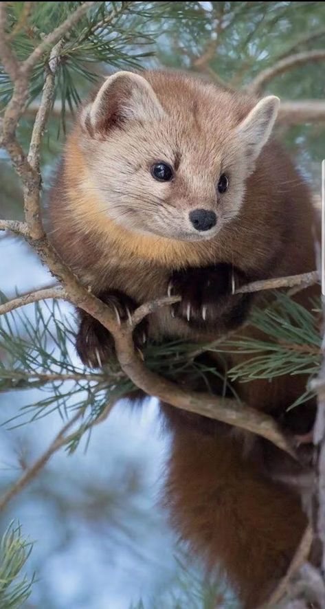 American Pine Marten (Martes americana) - found at the northern limit of the treeline, from arctic Alaska and Canada to northern New Mexico. Pine Marten, Pretty Animals, Cute Animal Photos, Woodland Creatures, Animal Planet, An Animal, Animal Photo, Cute Little Animals, Nature Animals