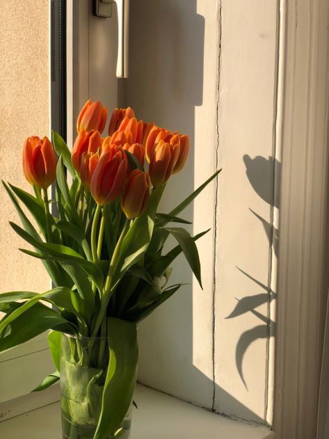 sunset / tulips / orange tulips / flowers / golden hour Orange Tulips Bouquet Aesthetic, Orange Tulips Aesthetic, Tulips Orange, Tulips Aesthetic, Photo Orange, Widget Board, Orange Tulips, Tulips In Vase, Tulip Bouquet