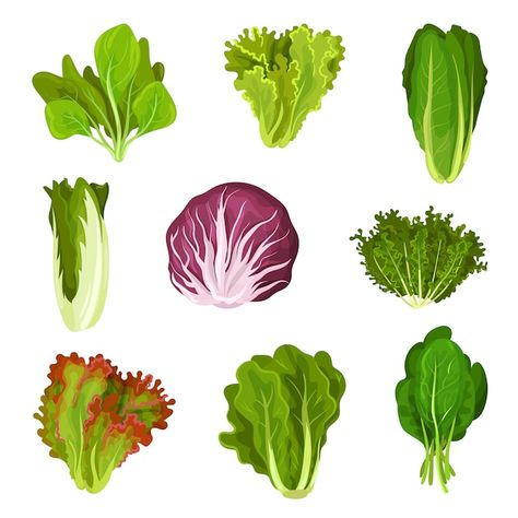 Collection of fresh salad leaves, radicc... | Premium Vector #Freepik #vector #leafy-vegetables #lettuce-leaf #chinese-cabbage #kale Salad Drawing, Lettuce Romaine, Kale Vegetable, Broccoli Vegetable, Ornamental Cabbage, Pork Salad, Different Types Of Vegetables, Vegetable Design, Leaf Vegetable