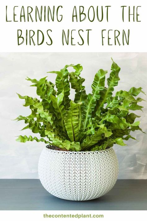 Learning about the birds nest fern-pin image Inside Gardening, Birds Nest Fern, Asplenium Nidus, Bird's Nest Fern, Inside Garden, Japanese Bird, Plant Box, Growing Plants Indoors, Birds Nest