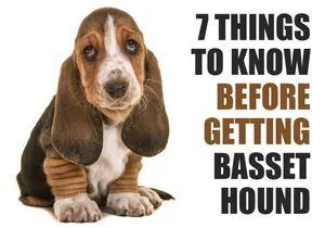 Dog Essentials Products, Baby Basset Hound, Hound Dog Puppies, Basset Puppies, Puppy Checklist, Puppy 101, Unique Dog Breeds, Hound Breeds, Tallest Dog