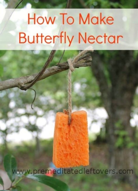 Butterfly Nectar, Butterfly Food, Butterfly Feeders, Closed Terrarium, Butterfly Feeder, How To Make Butterfly, Deco Champetre, Dragon Flies, Simple Butterfly