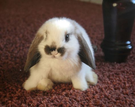 This bunny is so adorable I love this bunny I won't this bunny so mutch or one that looks like it _Danyale Tapsi Hapsi, Holland Lop Bunnies, Floppy Eared Bunny, Cute Bunny Pictures, Holland Lop, Bunny Pictures, Baby Bunnies, Cute Creatures