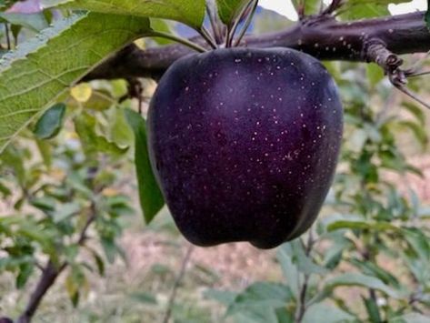 Black Diamond apples are a rare breed of apples grown in the mountains of Tibet. They have a unique dark purple skin. Black Diamond Apple, Goth Garden, Apple Varieties, Apple Seeds, Black Apple, Fruit Seeds, Apple Fruit, Pink Lady, Apple Tree