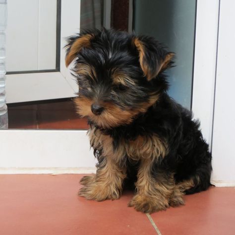 Cute Yorkie Puppies, Waiting For Something To Happen, Cute Fluffy Puppies, Dream Puppy, Teacup Yorkies, 300 Dollars, Cute Small Dogs, Puppy Mom, Dog Mommy