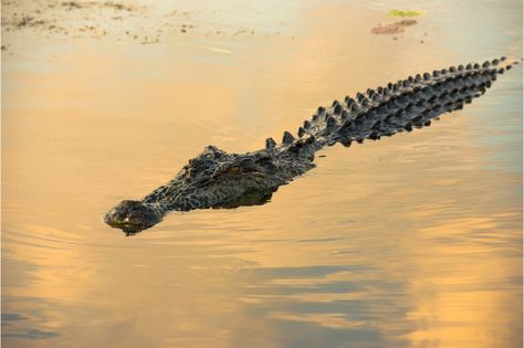 Estuarine Crocodile, Crocodile Eating, Crocodile Species, Kakadu National Park, Sunken City, Saltwater Crocodile, Water Tattoo, Animal Facts, Crocodiles