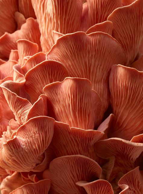 Art Partner, Oyster Mushrooms, Peach Aesthetic, Texture Inspiration, Texture Photography, Orange Aesthetic, Bracelets And Necklaces, Earrings Dainty, Dainty Bracelets