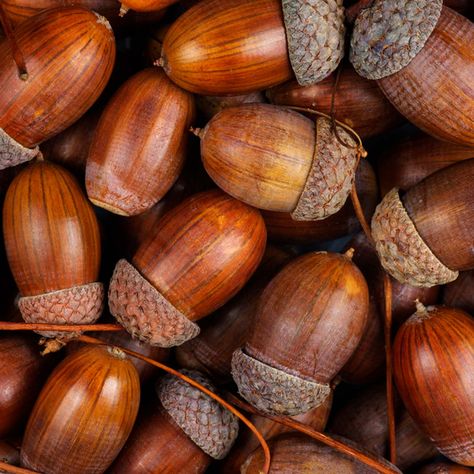 Types Of Acorns, Things To Make With Acorns, Acorn Uses, Acorns Aesthetic, What To Do With Acorns, Crafts With Acorns, Acorn Aesthetic, Acorns Crafts, Acorn Photography