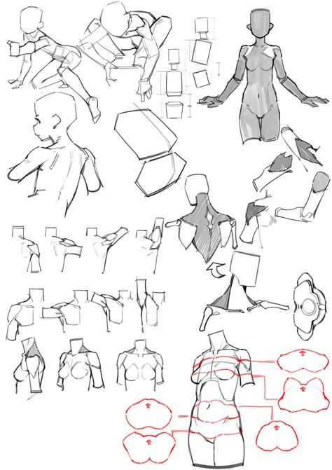 Dynamic Guy Poses, Guy Poses, Basic Anatomy, Anatomy Tutorial, Human Anatomy Drawing, Body Drawing Tutorial, Human Anatomy Art, Anatomy Sketches, Anatomy For Artists