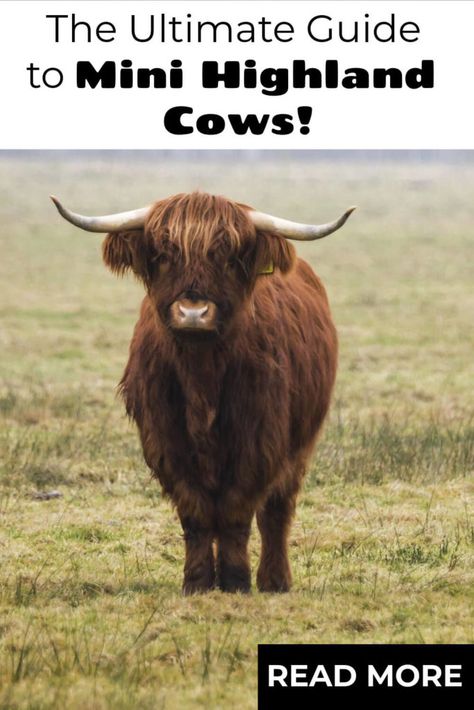 Scottish Highland Cattle, Best Cows For Small Farms, Miniature Scottish Highland Cow, Miniature Cows Breeds, Highland Cow Shelter, Mini Highland Cow Shelter, Mini Hobby Farm, Mini Cows Miniatures, Micro Highland Cow