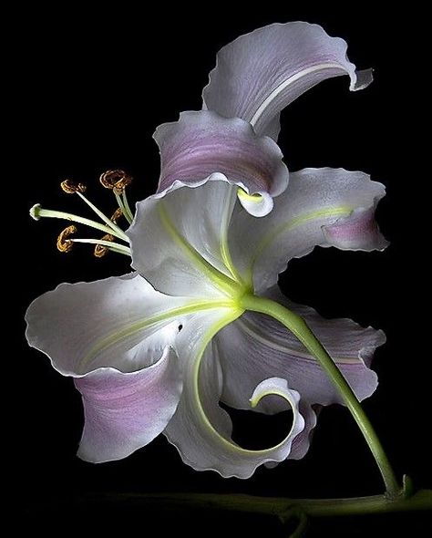 Floral Photography Nature, Fleurs Art Nouveau, Flowers Black Background, Ideas For Garden, Nothing But Flowers, Floral Photography, Beautiful Flowers Pictures, Flower Art Painting, Beauty Ideas