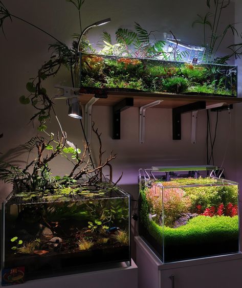 Terrarium Ideas Unique, Terrariums Ideas, Betta Fish Tank Ideas, Cool Fish Tank Decorations, Aquascaping Ideas, Plants Terrarium, Fish Tank Ideas, Water Terrarium, Diy For Beginners