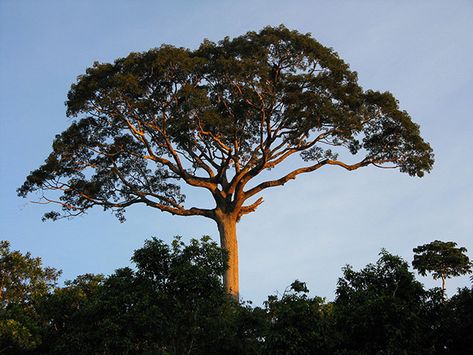 Kapok Tree (Ceiba pentandra)A giant in the rainforests, the kapok tree can reach up to 200 feet in height, sometimes growing as much as 13 feet per year.Due to its extreme height, the kapok, or ceiba tree, towers over the other rainforest vegetation. Kapok Tree, Rainforest Trees, Jungle Tree, Ancient Goddesses, Mayan Culture, Giant Tree, Parc D'attraction, Airbrush Art, Tropical Rainforest