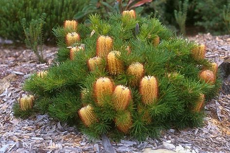 Banksia Spinulosa, Australian Garden Design, Bush Garden, Australian Native Garden, Australian Wildflowers, Drought Tolerant Garden, Australian Native Flowers, Australian Plants, Australian Garden