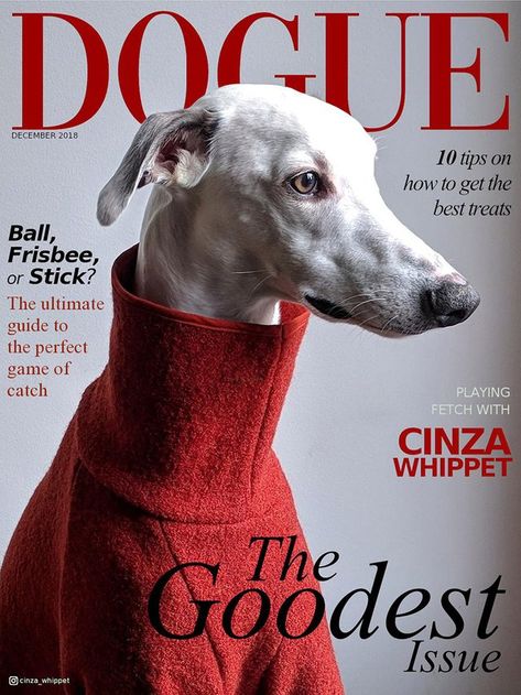 Pet Magazine, Dog Magazine, Magazine Vogue, Dog Photoshoot, Vogue Covers, 웃긴 사진, Pet Fashion, Italian Greyhound, A Magazine