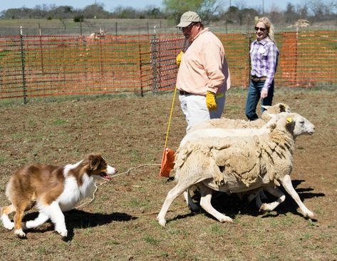 Activities For Herding Dogs To Keep Them Entertained – Dogster Herding Dogs Training, Dog Herding, Great Swiss Mountain Dog, Dog Sounds, Greater Swiss Mountain Dog, Swiss Mountain Dogs, Dogs Training, Bearded Collie, Dog Nutrition