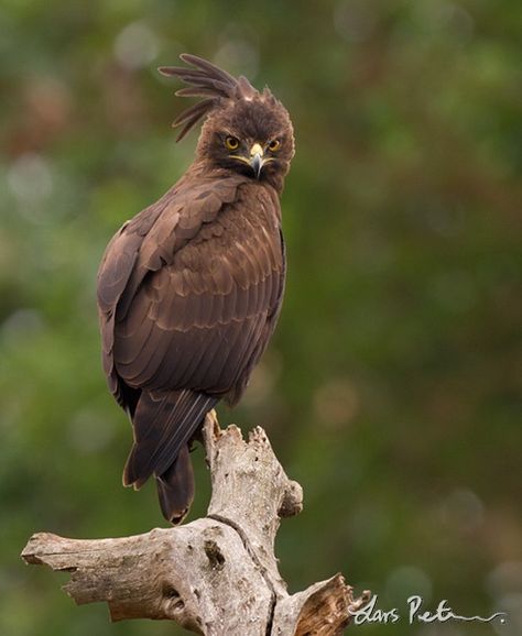 Crested Eagle (aka Long Crested Eagle) Nature, Birdwatching, Chicano Art Tattoos, Bird Photos, Wild Creatures, Stone Statues, Golden Eagle, Big Bird, Exotic Birds