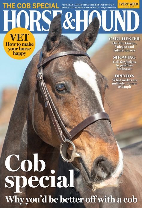 This week's magazine is The Cob Special in which we celebrate this wonderful and typically very versatile characters. Find out more about what else is inside at https://www.horseandhound.co.uk/publication/horse-and-hound-magazine/horse-hound-23-may-2019 Fat Horse, Horse Magazine, Show Jumping Horses, Sport Magazine, Vet Clinics, Horses For Sale, Horse Lovers, Show Jumping, Horse Care