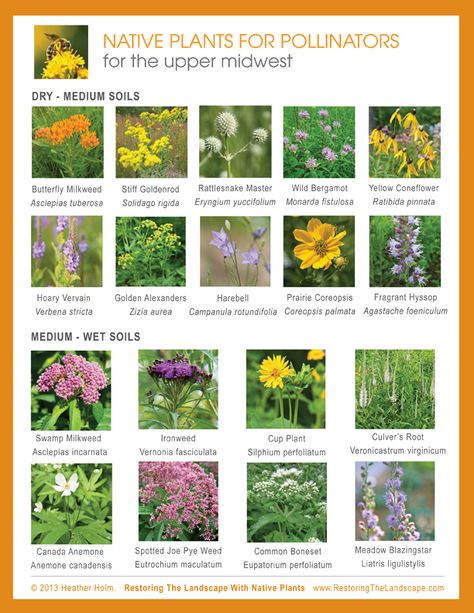 Restoring The Landscape With Native Plants: Plan Now for Spring Pollinators Native Plant Landscape, Pollinator Plants, Asclepias Tuberosa, Making Plant Pots, California Native Plants, Native Plant Gardening, Wildlife Gardening, Flower Landscape, Pollinator Garden