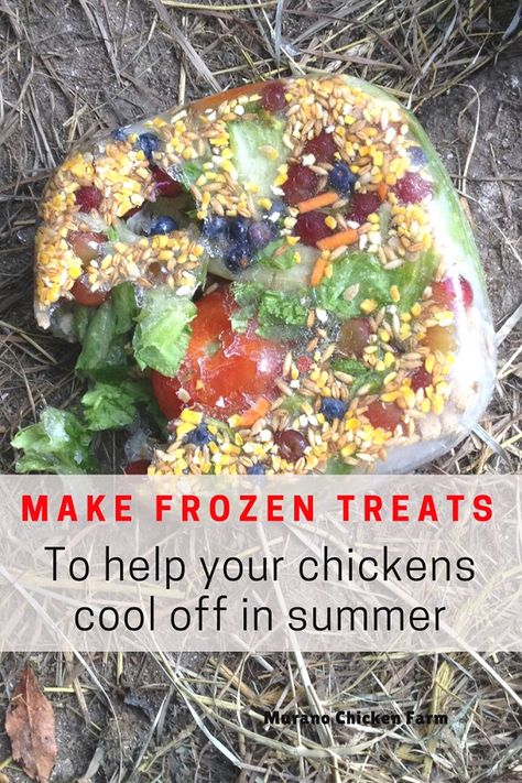 How to make a frozen treat for your chickens in summer. Help your flock beat the heat with this cool and nutritious treat! Chicken Snacks Backyard, Chicken Treats For Summer, Chicken Treats Hens, Diy Chicken Coop Ideas Easy Cheap, Chickens Homestead, Homesteading Chickens, Snacks For Chickens, Treats For Chickens, Chicken Care