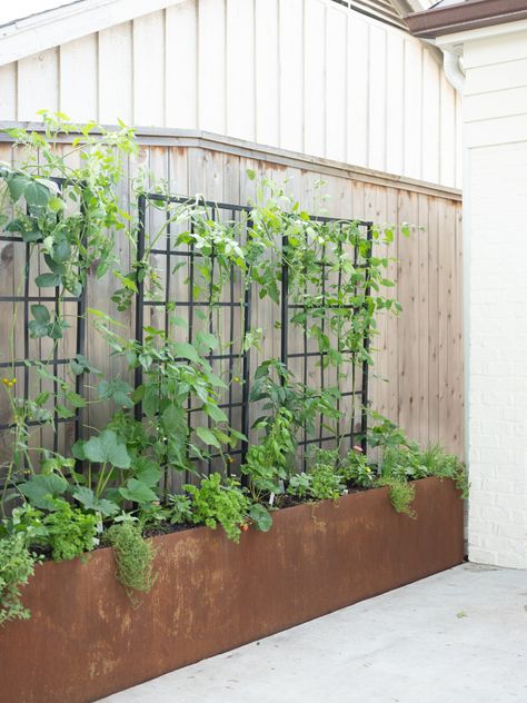 Garden Patio Planter Ideas, Raised Bed Side Yard, Metal Trellis Ideas Garden, Small Side Yard Vegetable Garden, Courtyard Veggie Garden, Small Deck Vegetable Garden Ideas, Raised Garden Around Patio, Courtyard Planter Ideas, Metal Trellis Ideas For Privacy