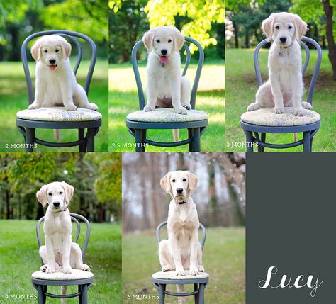 Monthly Puppy Pictures Photo Ideas, 2 Month Old Golden Retriever, Dog Monthly Photo Ideas, Puppy Milestones Photos, Puppy Monthly Photo Ideas, Puppies Photoshoot, 6 Month Old Puppy, Puppy Photo Shoot, Puppy Fever