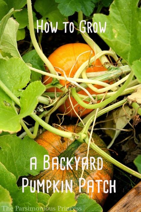 Best Gardening Ideas for Fall - Grow A Backyard Pumpkin Patch - Cool DIY Garden… Backyard Pumpkin Patch, Pumpkins Growing, Homegrown Vegetables, Pumpkin Garden, Different Types Of Vegetables, Growing Pumpkins, Herb Gardens, Home Grown Vegetables, Types Of Vegetables