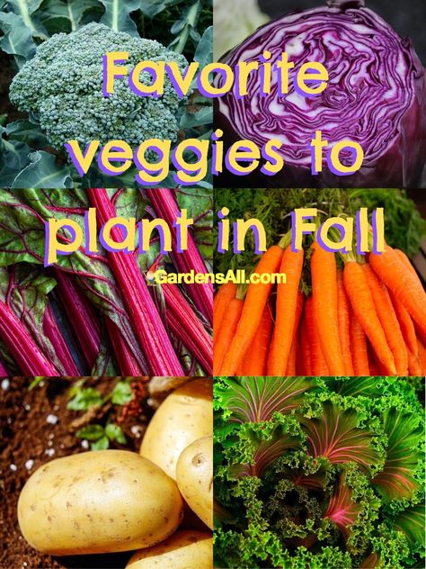 What Vegetables to Plant in Fall - GardensAll - Vegetables Vegetables To Plant In Fall, Fall Vegetables To Plant, Plant In Fall, Potato Tower, Vegetables To Plant, Cattle Panels, Fall Vegetables, Fall Garden Vegetables, Victory Garden