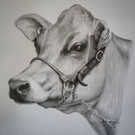 Cow Sketch, Cow Drawing, Pencil Drawings Of Animals, Pencil Drawing Tutorials, Realistic Pencil Drawings, Pencil Sketch Images, Farm Art, Cow Painting, Cow Art