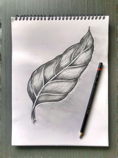 Leaves Pencil Shading, Leaves Shading Pencil, Charcoal Pencil Drawings Easy, Leaf Shading Pencil, Charcoal Pencil Art Easy, Leaves Sketch Pencil, Shading Drawing Easy, Charcoal Pencil Sketches, Leaf Pencil Drawing