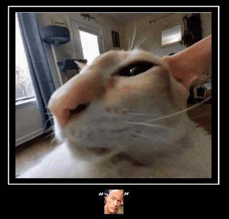 Eyebrow Raise Cat | Emoji Demotivationals | Know Your Meme Eyebrow Raise, Cat Emoji, Know Your Meme, A Cat, See More, Eyebrows