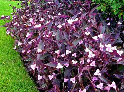 Potted Plants Full Sun, Purple Heart Plant, Heart Plant, Water Wise Landscaping, Flowers In The Attic, Australian Native Garden, Porch Flowers, Purple Plants, Front Yard Garden Design