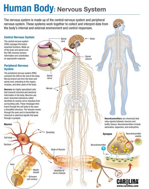 Human Nervous System Anatomy, Human Systems Anatomy, Anatomy And Physiology Nervous System, Systems Of The Body Anatomy, Nervous System Notes, Human Body Nervous System, Nervous System Diagram, Human Body System, Human Systems