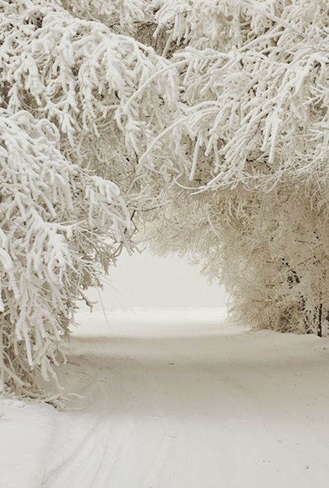 Holiday Boutique, I Love Snow, Winter Szenen, Snow Covered Trees, I Love Winter, Foto Tips, Winter Love, Winter Magic, Winter Scenery