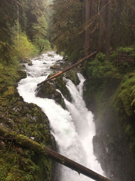 Washington Rainforest, Alaska Rainforest, Hoh Rainforest Washington, Rainforest Waterfall, Hoh Rainforest, Dark Forest Aesthetic, Temperate Rainforest, Road Trip Adventure, Pretty Landscapes