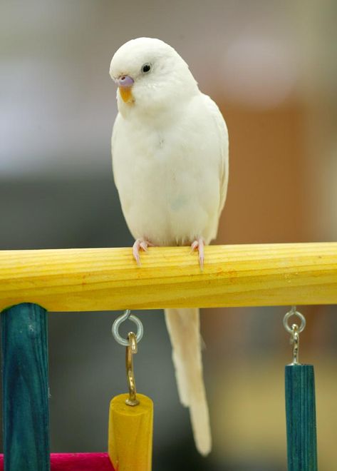 White Budgie, Pet Parakeet, Alexandrine Parrot, Budgies Parrot, Budgie Bird, Budgies Bird, Budgie Parakeet, Bird Barn, Bird Quotes