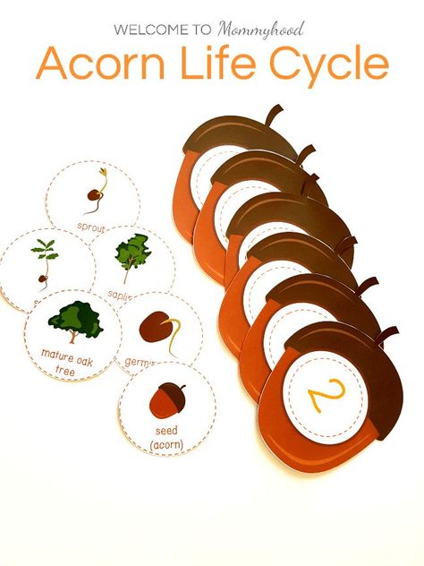 Montessori inspired oak tree life cycle printables (acorn printables)   #trees #preschool #prek #creativecurriculum Life Cycle Of A Tree, Creative Curriculum Tree Study, Tree Of Life Wallpaper, Tree Life Cycle, Montessori Science, Preschool Science Activities, Montessori Lessons, Life Wallpaper, Montessori Method