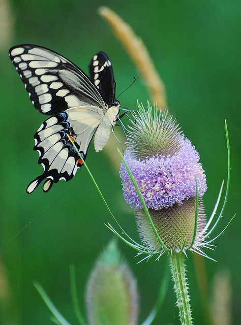 Explore shortnsassy195's photos on Flickr. shortnsassy195 has uploaded 931 photos to Flickr. Photo Papillon, Types Of Butterflies, Papillon Butterfly, Moth Caterpillar, Swallowtail Butterfly, Butterfly Photos, Butterflies Flying, Beautiful Bugs, Butterfly Pictures