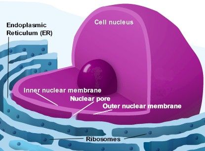 the rough endoplasmic reticulum (ER) with the ribosomes, the factories where DNA reproduction takes place. This is the continuity of the outer nuclear membrane that, via the thousands of nuclear pores, is in direct contact with the inner nuclear membrane surrounding the nucleus. Rough Endoplasmic Reticulum, Endoplasmic Reticulum, Nuclear Membrane, Cell Division, Blood Cells, Life Cycle, Stem Cells, Working Together, Life Cycles