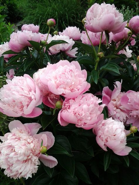 Pink Peonies Garden, Peonies Plant, Peonies Blooming, Peony Flower Garden, Peony Photography, Peony Plant, Minimal Tattoo Designs, Minimal Tattoo Ideas, Peony Bush